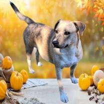 Thumbnail photo of Safiye #3