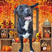 Thumbnail photo of Shira #3