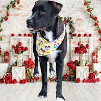 Thumbnail photo of Shira #4