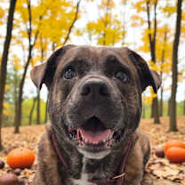 Thumbnail photo of Tori #1