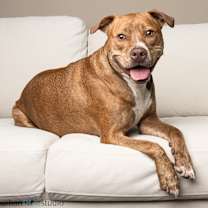 Thumbnail photo of Ginger (Mimi) #1