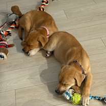 Thumbnail photo of Amber #2