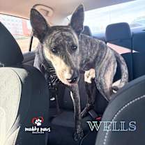 Thumbnail photo of Wells (Courtesy Post) #2