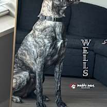 Thumbnail photo of Wells (Courtesy Post) #3