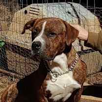 Thumbnail photo of Percy #3