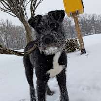 Thumbnail photo of Juju #3