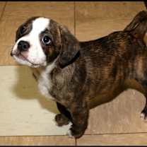 Thumbnail photo of Cosmo #2