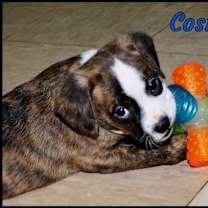 Thumbnail photo of Cosmo #3