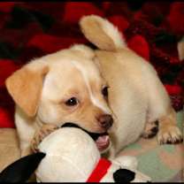 Thumbnail photo of Petal #3