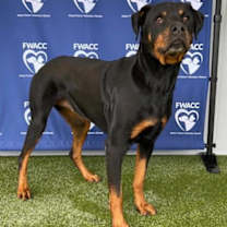 Thumbnail photo of Ollie #4