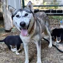 Thumbnail photo of Amira #2