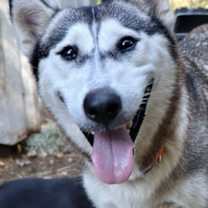 Thumbnail photo of Amira #1