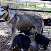 Thumbnail photo of Amira #3