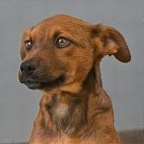 Thumbnail photo of Chipi #2