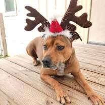 Thumbnail photo of Stevie Ticks 1112 #1