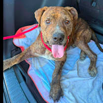 Thumbnail photo of Odie #1