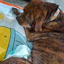 Thumbnail photo of Odie #2