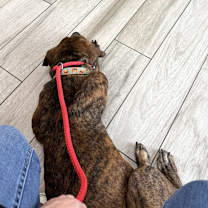 Thumbnail photo of Odie #3