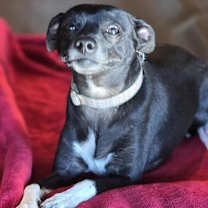 Thumbnail photo of Sadie #4