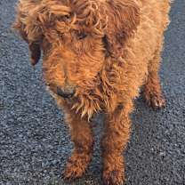 Thumbnail photo of Dill #3