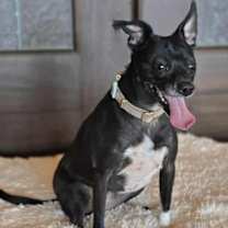 Thumbnail photo of Sadie #3