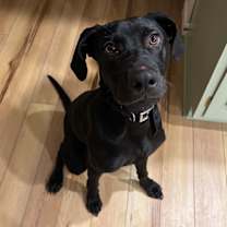 Thumbnail photo of Mocha #2