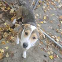 Thumbnail photo of Milo #2