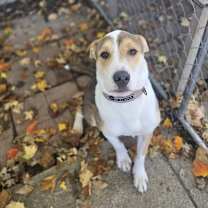 Thumbnail photo of Milo #3