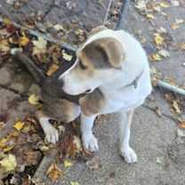 Thumbnail photo of Milo #4