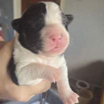 Thumbnail photo of Julius #2