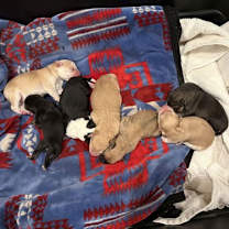 Thumbnail photo of Julius #3