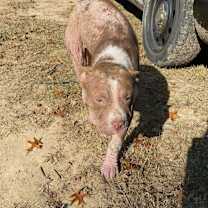 Thumbnail photo of Willow Ember #4