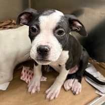 Thumbnail photo of Brooke #1