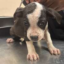 Thumbnail photo of Brooke #2