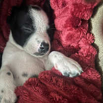 Thumbnail photo of Emmett (12) #4