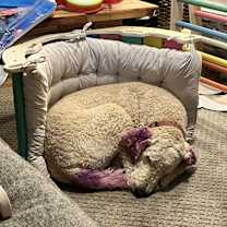 Thumbnail photo of Frida #1