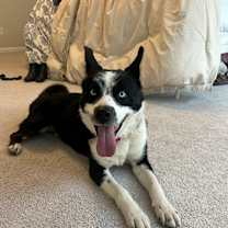 Thumbnail photo of Toby #1