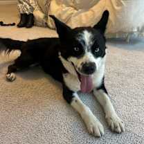 Thumbnail photo of Toby #2