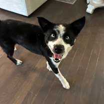 Thumbnail photo of Toby #3