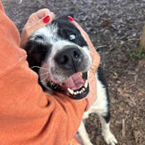 Thumbnail photo of Toby #4