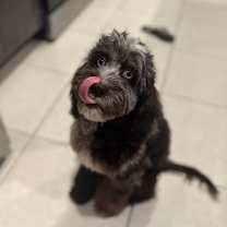 Thumbnail photo of Bluey #4