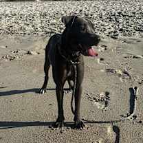 Thumbnail photo of Toby #2