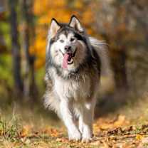 Thumbnail photo of LOKI #2