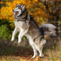 Thumbnail photo of LOKI #3