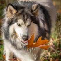 Thumbnail photo of LOKI #4