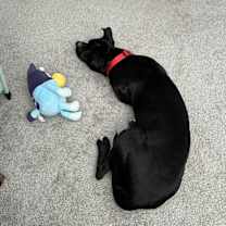 Thumbnail photo of Classie #2