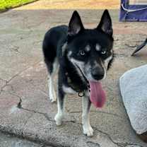 Thumbnail photo of Zuko #4