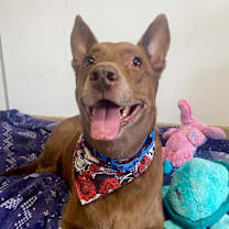 Thumbnail photo of Chai #1