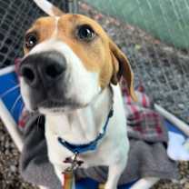 Thumbnail photo of Barney #3