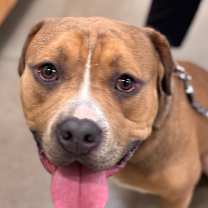 Thumbnail photo of Tim the Tool Man Taylor #3